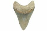 Serrated, ” Fossil Megalodon Tooth - Aurora, North Carolina #299372-1